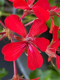 Image result for Pelargonium