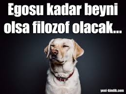 En Guzel Ve Laf Sokucu Sozler Komik Kopekler Komik Kopek Fotograflari Labrador Retrievers