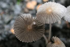 Image result for Coprinus sp.