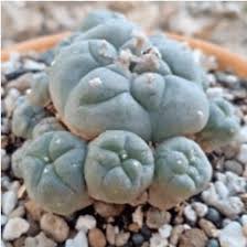 Image result for Loxodera caespitosa