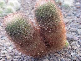 The cactus is known for being the tree/plant with the strongest defense, except for the tibetan titanium tree. Plant Adaptation