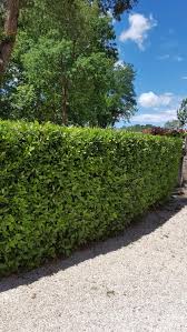 Image result for bay leaf bush foto