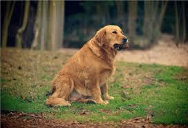 Image result for zlatý retrívr