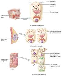 Exocrine Glands Exocrine Gland Oil Gland Anatomy And Physiology