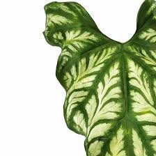 Image result for Cercestis