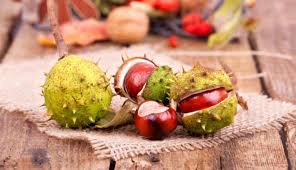 я смотрю в ее глаза и вижу только отражение Kartinki Po Zaprosu Kashtan Foto Kartinki Interesnye Fakty