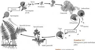 Metagenesis pada paku cukup berbeda nyata dengan metagenesis pada. Reproduksi Bryophyta Dan Pteridophyta Secara Generatif Dan Vegetatif Penjelasan Materi Lengkap Hisham Id