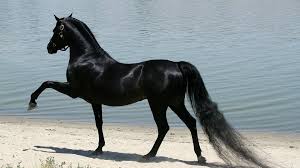 We did not find results for: Shiny Black Horse Hd Horse Wallpapers Hd Wallpapers Id 57058