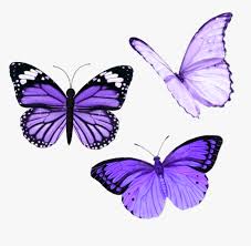 Sold by adeton ec and ships from amazon fulfillment. Butterfly Butterflies Purple Aesthetic Tumblr Purple Aesthetic Stickers Butterfly Hd Png Download Transparent Png Image Pngitem