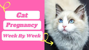 Symptoms of cat pregnancy are just as important to recognize as the symptoms of a cat in heat that we talked about before. Cat Pregnancy Week By Week Timeline With Pictures Cat Pregnancy Symptoms Youtube