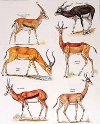 Pin By Karen On Drawing Animal Book Impala Animal Animals