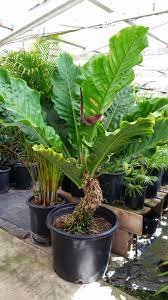Pin On Nurseries To Visit