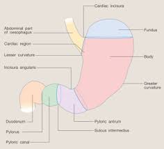 Your rib cage consists of 24 ribs — 12 on the right and 12 on the left side of your body. References In Anatomy Of The Stomach Surgery Oxford International Edition