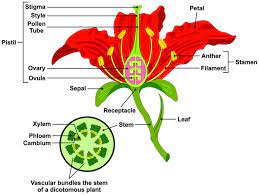 Parts Of A Flower And Plant Do You Know Them All 7 Diagrams Flower Cell Leaf Stem Etc Parts Of A Flower Flower Structure Flower Anatomy