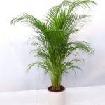 Grosse palme wohnzimmer indeed lately has been hunted by users around us, perhaps one of you personally. Zimmerpalmen Zimmerpalmen Der Grosse Palmenratgeber