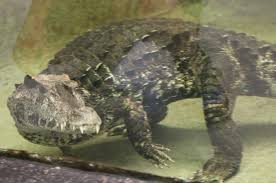 We did not find results for: Smooth Fronted Caiman