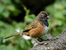 Females are duller and instead of black they are Nestwatch Spotted Towhee Nestwatch