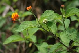 Image result for Lantana ukambensis