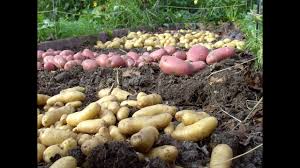 Nichtsdestotrotz gibt es ein paar punkte zu beachten, damit die pflanzen gesund bleiben und reichlich knollen bilden. Kartoffeln Anbauen Mit Und Ohne Garten Youtube