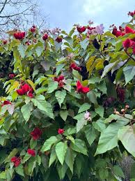 Image result for Bixa orellana