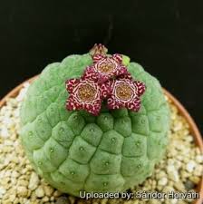 Image result for Urochloa marlothii