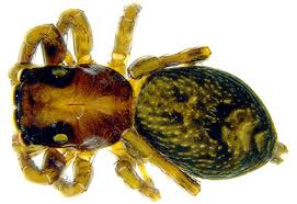 Image result for Sorindeia katangensis