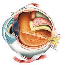 We offer cutting edge diagnostic equipment, lasers and surgical techniques but we remember that you come first. Best Phoenix Retinal Specialists Retina Eye Center Sec