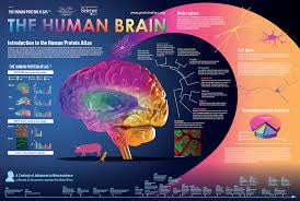 Maybe you would like to learn more about one of these? The Brain Atlas Atlas Antibodies