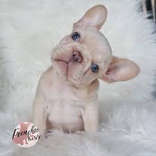 Providing you the french bulldog lover with balanced and honest advice and information since 2013. Frenchie Kiss Why Are French Bulldogs So Expensive
