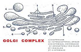 Maybe you would like to learn more about one of these? Structure And Functions Of Golgi Apparatus Golgi Body
