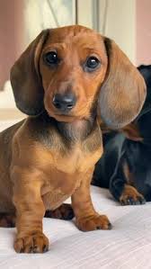 Candy Caruso (candypcaruso)