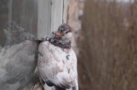 Jan 10, 2021 · وجود شكل لشخصان أحدهما قبالة الآخر في الفنجان تعني الحب المتبادل. Ù…Ø§Ø°Ø§ ÙŠØ¹Ù†ÙŠ Ø¹Ù†Ø¯Ù…Ø§ ØªØµÙ„ Ø­Ù…Ø§Ù…Ø© Ø¥Ù„Ù‰ Ø§Ù„Ù†Ø§ÙØ°Ø© Ø§Ù„Ø­Ù…Ø§Ù… Ø¬Ø§Ù„Ø³ Ø®Ø§Ø±Ø¬ Ø§Ù„Ù†Ø§ÙØ°Ø© Ø¹Ù„Ù‰ Ø­Ø§ÙØ© Ø§Ù„Ù†Ø§ÙØ°Ø© Ù„Ù…Ø§ Ù‡Ø°Ø§ ØªÙØ³ÙŠØ± Ù…ÙØµÙ„ Ù„Ù„Ø¹Ù„Ø§Ù…Ø§Øª ÙƒÙŠÙÙŠØ© ØªÙ‚ÙŠÙŠÙ… Ø³Ù„ÙˆÙƒ Ø§Ù„Ø­Ù…Ø§Ù… Ø§Ù„Ø°ÙŠ ÙŠØ¬Ù„Ø³ Ø®Ø§Ø±Ø¬ Ø§Ù„Ù†Ø§ÙØ°Ø©