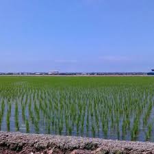 Kita dapat beras daripada padi. Photos At Sawah Padi Sekinchan