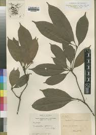 Image result for Vitellariopsis