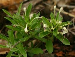 Image result for Clerodendrum ternatum