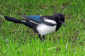 Magpie Birds Pretty Birds Birds Magpie