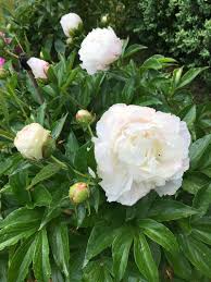 Punktliche Pfingtsrosen Fruhlingsgarten Pfingstrosen Gartenbepflanzung