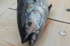 Mar 15, 2021 · the average size of a tuna fish ranges between around 15 inches to about 79 inches. Two Monster Tuna Fish Weighing 800lbs And Worth 75k Caught By Anglers Off Coast Of Wales Mirror Online
