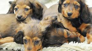 Tierschützer sollen Welpen-Käufer bei Zoo Zajac beschimpft haben