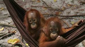 Orangutan Jungle School The Misfits 1080p Orangutan Animal Stories Animals