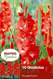 Image result for Gladiolus virgineus
