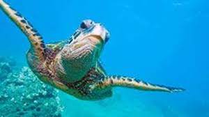 Here are discussion questions that will get people sharing their thoughts on this story. The Ultimate Ocean And Marine Life Quiz Howstuffworks