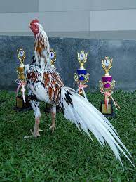 Akibat daripada proses pembakaan yang pesat dan berkembang. Ini Di Antara Roma Kaidang Yang Ayam Ratu Malaysia Arm Facebook