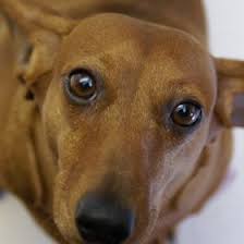 Bobbie Wolf (lookinin)