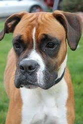 Where can i adopt a dog from sohumane? Adopt Annie On Petfinder Boxer Dogs Boxer Rescue Pets