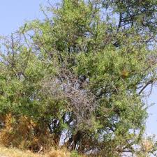 Image result for Gymnosporia senegalensis