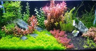 7 Best 20 Inch Led Aquarium Light For 10 Gallon Aquarium Fish Tanks