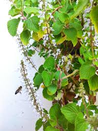 Image result for Coleus hadiensis