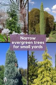 Green ash the native, tall green ash has a rather narrow spread; Narrow Evergreen Trees For Year Round Privacy In Small Yards Pretty Purple Door