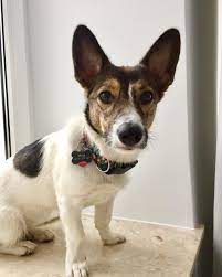 Corgi Mixed Breeds Just Look Like They Ve Gone Undercover And Tbh It S Great Corgi Mix Breeds Corgi Mix Corgi
